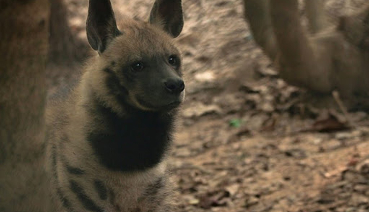 7 Species of Nocturnal Animals Found in India