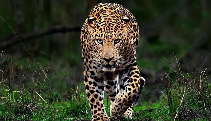 species of nocturnal animals,nocturnal animals found in india,animals in india,india