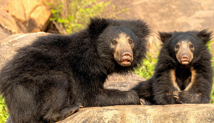 species of nocturnal animals,nocturnal animals found in india,animals in india,india