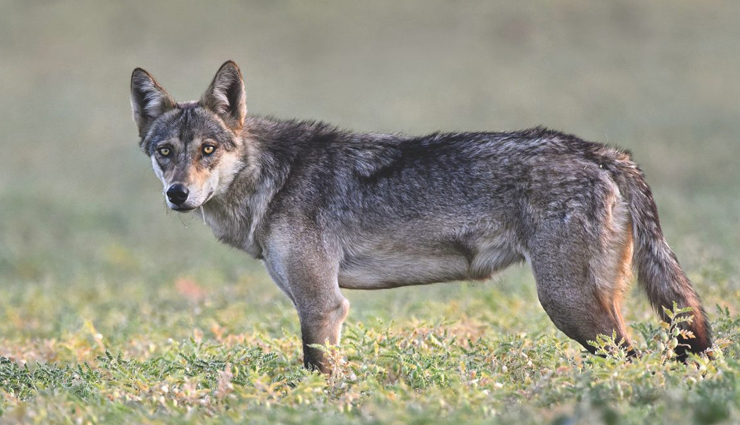 species of nocturnal animals,nocturnal animals found in india,animals in india,india