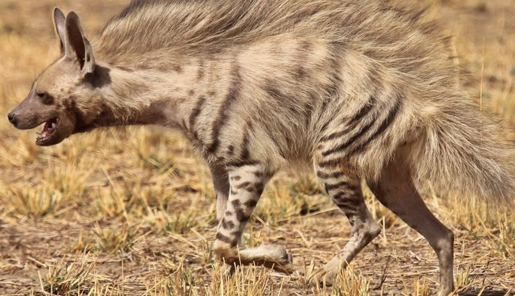 species of nocturnal animals,nocturnal animals found in india,animals in india,india