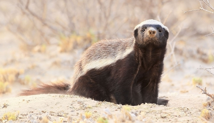 species of nocturnal animals,nocturnal animals found in india,animals in india,india