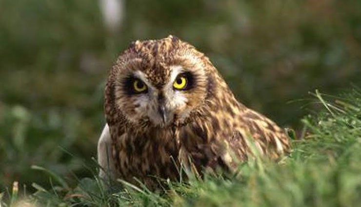 weird species of nocturnal bird,nocturnal bird,nightjar,frogmouth,barn owl,night heron,red wattled lapwing