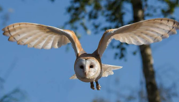 weird species of nocturnal bird,nocturnal bird,nightjar,frogmouth,barn owl,night heron,red wattled lapwing