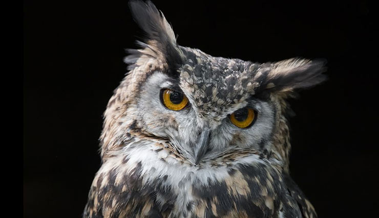 nocturnal species of birds,species of birds found in india,nightjar,frogmouth,barn owl,night heron,red wattled lapwing