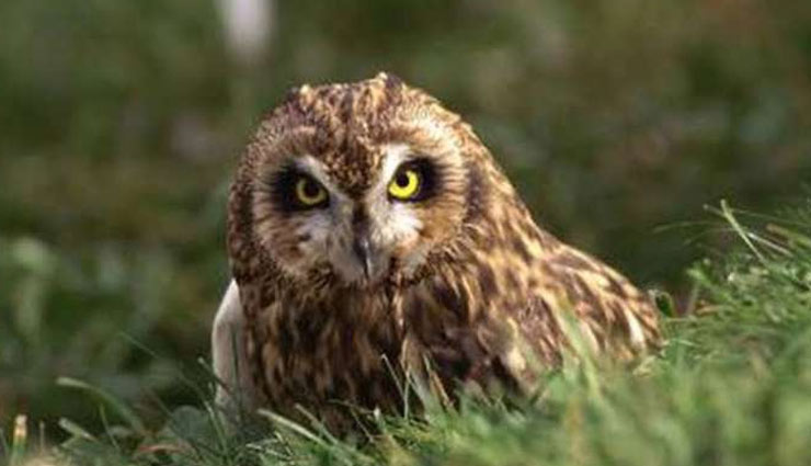 5 Nocturnal Species of Birds Found in India