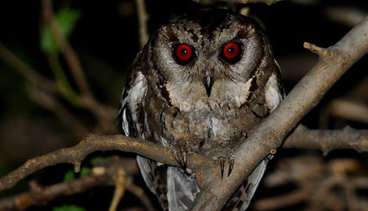 nocturnal species of birds,species of birds found in india,nightjar,frogmouth,barn owl,night heron,red wattled lapwing