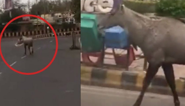 लॉकडाउन में जानवरों की मस्ती / बंदर ने पतंग उड़ाई, तैराकी की, सैर-सपाटे पर निकले बाघ-हिरण coronavirus,coronavirus lockdown,monkey,peocock,video viral