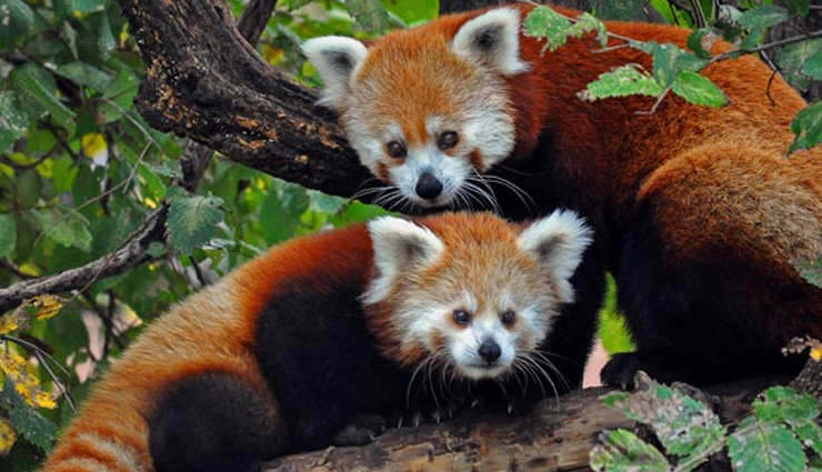 north east india national parks,wildlife sanctuaries in north east india,best national parks in north east india,north east india biodiversity hotspots,famous national parks in north east india,north east india wildlife tourism,bird watching in north east india national parks,trekking in north east india national parks,endangered species in north east india,conservation efforts in north east india national parks,north-eastern region of india,brahmaputra,himalayan mountain ranges,seven sisters,national parks,wilderness,dense jungles,species,elephant safari,kaziranga national park,assam,great one-horned rhinoceros,tigers,elephants,kanchendzonga national park,sikkim,alpine meadows,snow leopard,himalayan tahr,red panda,himalayan monal pheasant,manas national park,water buffalo,deer,langur,dibru-saikhowa national park,wetlands,marshes,white-winged wood duck,bengal florican,orang national park,great indian one-horned rhinoceros,royal bengal tiger,pygmy hog,elephants,water buffaloes,porcupines,dolphins,nameri national park,hornbills,ibis,white-winged wood duck,tigers,leopards,dholes,sambar,hog deer,sloth bear,balphakram national park,garo hills,bird watchers,colorful birds,dense jungles,treetops