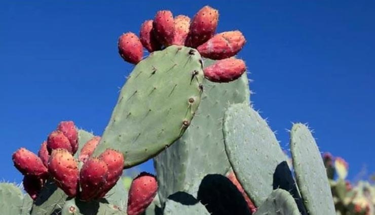 आखिर क्यों कहा जाता हैं रेगिस्तान में उगने वाले इस पौधे को 'हरा सोना' weird news,weird plant,nopal cactus,green gold,grows in the desert
