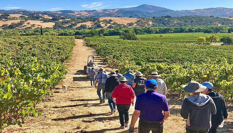 अगर आप भी है वाइन के शौकीन, बनाए कैलिफोर्निया की इन 5 मशहूर जगहों पर घूमने का प्लान