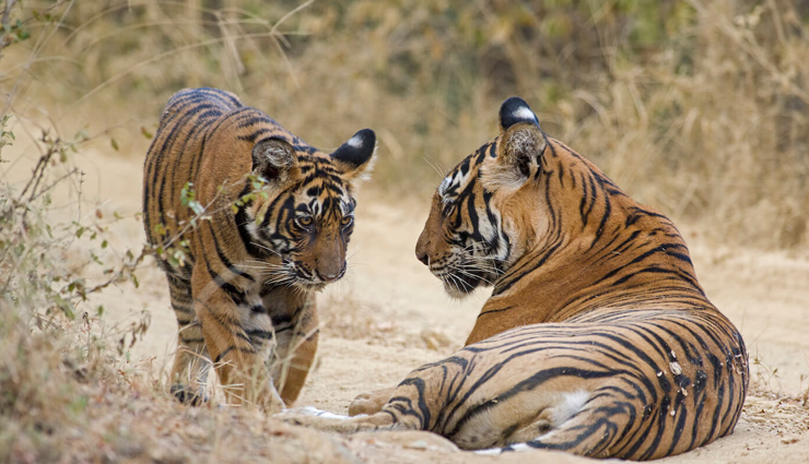 national parks,national parks in north india,north india,jim corbett national park,uttarakhand,hemis national park,jammu and kashmir,ranthambore national park,rajasthan,great himalayan national park,himachal pradesh,dudhwa national park,uttar pradesh,rajaji national park,uttarakhand,desert national park,rajasthan