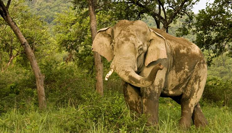 national parks,national parks in north india,north india,jim corbett national park,uttarakhand,hemis national park,jammu and kashmir,ranthambore national park,rajasthan,great himalayan national park,himachal pradesh,dudhwa national park,uttar pradesh,rajaji national park,uttarakhand,desert national park,rajasthan