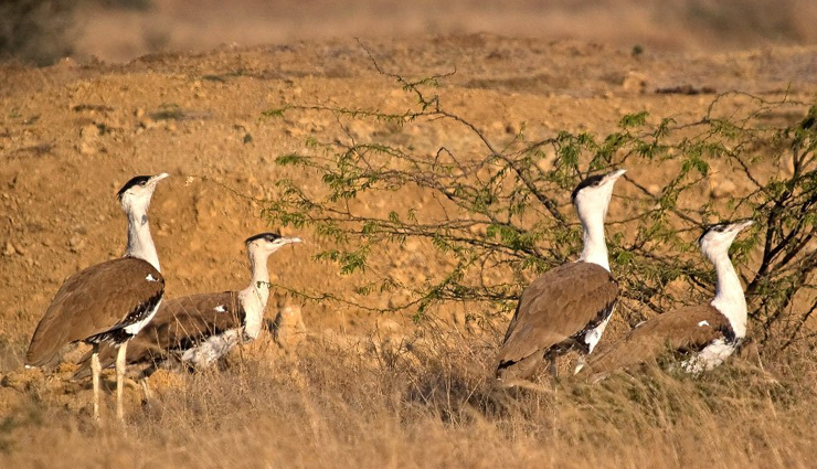 national parks,national parks in north india,north india,jim corbett national park,uttarakhand,hemis national park,jammu and kashmir,ranthambore national park,rajasthan,great himalayan national park,himachal pradesh,dudhwa national park,uttar pradesh,rajaji national park,uttarakhand,desert national park,rajasthan