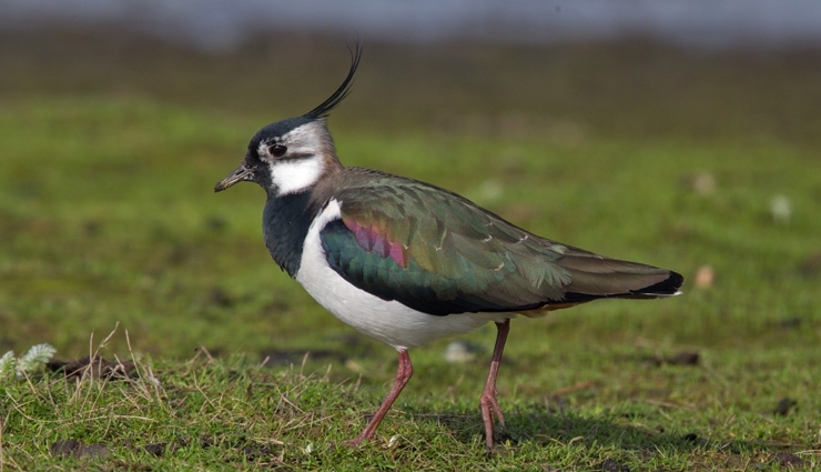 plover and lapwing found in india,india travel,india tourism,tourist places in india,holidays,travel