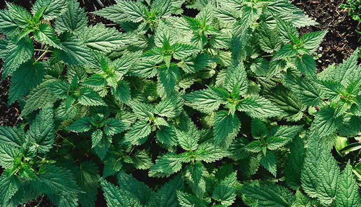 nosebleed,home remedies for nosebleed,Health tips,fitness tips