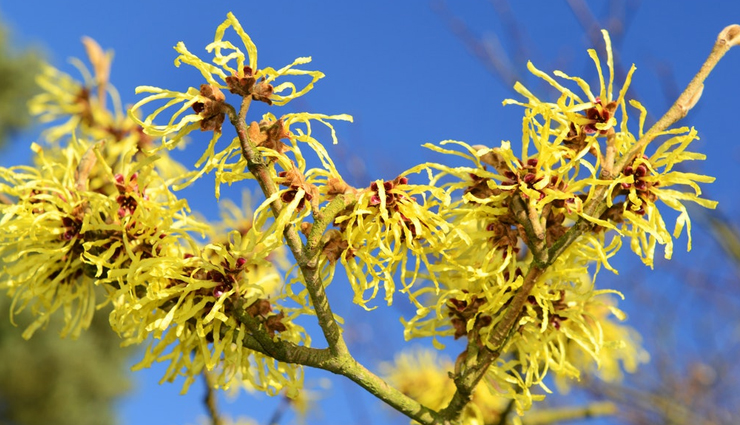 nosebleed,home remedies for nosebleed,Health tips,fitness tips