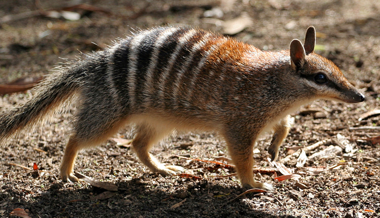 australian unique wildlife,bizarre wildlife australia,unusual animals down under,extraordinary wildlife of australia,quirky australian fauna,weird and exotic creatures australia,fascinating wildlife encounters,australias peculiar wildlife,strange animals of the land down under,astonishing australian fauna
