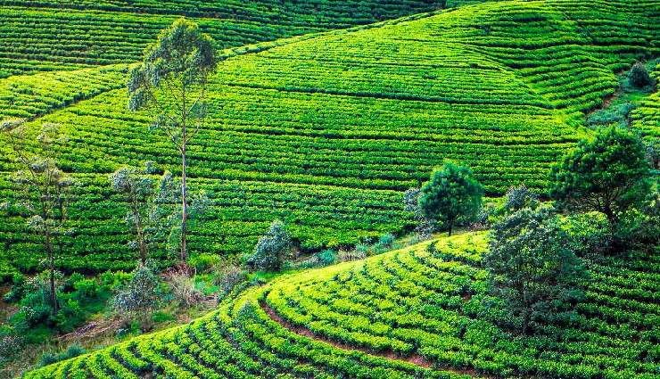 adventure activities in sri lanka,things to do in sri lanka,sri lanka travel guide,sri lanka adventure sports,best places for adventure in sri lanka,hiking in sri lanka,surfing in sri lanka,diving in sri lanka,wildlife safari sri lanka,adrenaline activities sri lanka,sri lanka tourism,outdoor adventures sri lanka