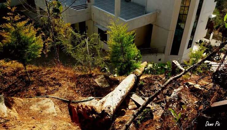 चीड़ के 3 पेड़ काटना भारी पड़ा दंपती को, कोर्ट ने लगाया 4 करोड़ रुपए का जुर्माना 