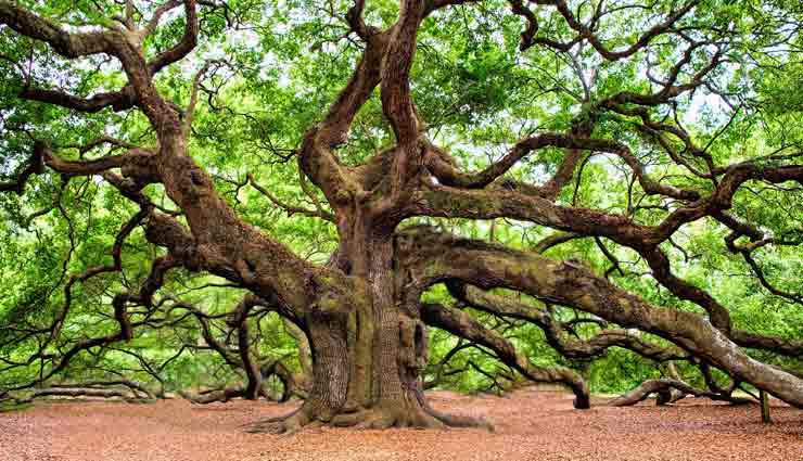 couple who uprooted 180-year-old oak tree,weird story,omg ,थामसन दंपती,चीड़ के 3 पेड़ काटना भारी पड़ा दंपती को,अजब गजब खबरे हिंदी में