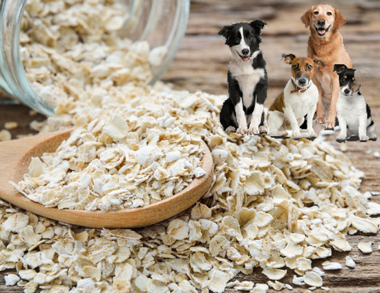 Try This Homemade Oatmeal Shampoo For Your Dog