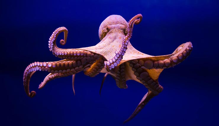interesting facts,octopus,facts about octopus,animal facts ,रोचक तथ्य, ऑक्टोपस के रोचक तथ्य, जानवरों के रोचक तथ्य, ऑक्टोपस