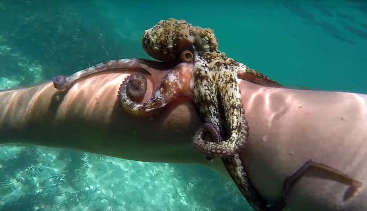 interesting facts,octopus,facts about octopus,animal facts ,रोचक तथ्य, ऑक्टोपस के रोचक तथ्य, जानवरों के रोचक तथ्य, ऑक्टोपस