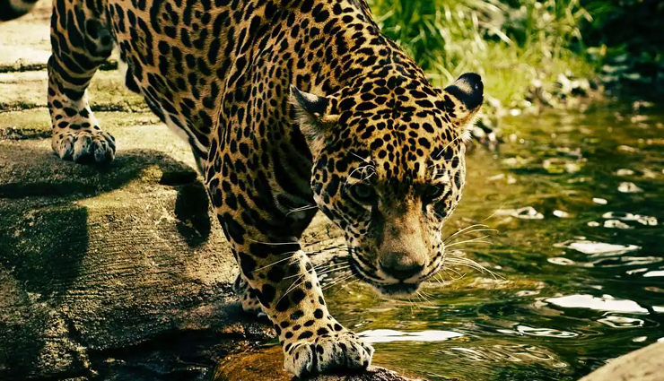 6 Wildlife Sanctuaries and National Parks You Can Visit in Odisha