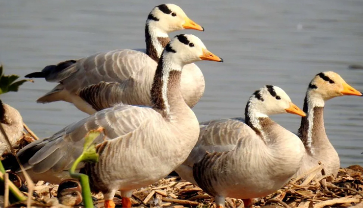 नोएडा: कंक्रीट के इस जंगल में भी है बहुत कुछ जिसे देखने के लिए खिंचे चले आते हैं पर्यटक dlf mall of india,noida shopping mall,retail therapy,entertainment hub,the great india place (tgip),noida,shopping and dining,family entertainment,okhla bird sanctuary,bird watching in noida,nature reserve,wildlife spot,worlds of wonder (wow),noida,amusement park,water park,akshardham temple,noida akshardham,spiritual site,hindu architecture,botanical garden,noida,nature park,green oasis,relaxing environment,noida golf course,golfing in noida,sports and recreation,rashtriya dalit prerna sthal,noida ambedkar park,cultural landmark,stupa 18 art gallery,noida,art hub,contemporary art exhibitions,atta market,noida,shopping market,local goods,street shopping