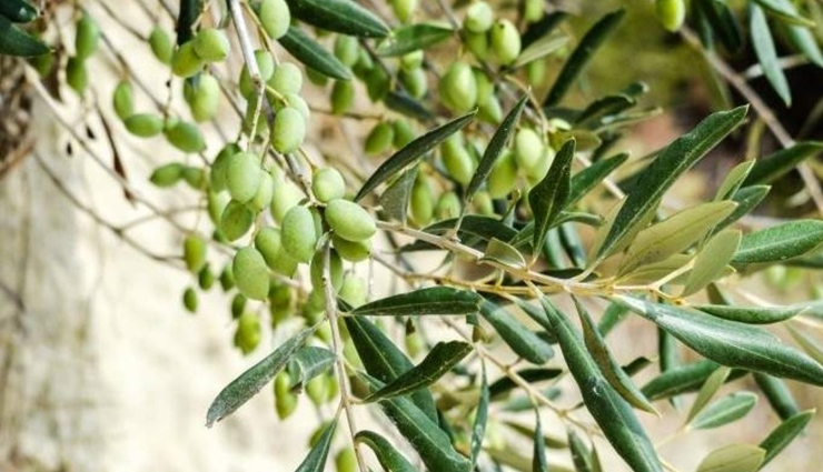 remedies to treat toenail fungus at home,toenail fungus,healthy living,Health tips