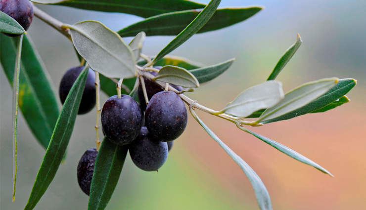 olive leaves kadha for diabetes control,diabetes management with olive leaves kadha,how to make olive leaves kadha for diabetes,olive leaf tea recipe for controlling diabetes,benefits of olive leaves kadha for diabetes,natural remedy for diabetes: olive leaves kadha,olive leaves infusion for managing diabetes,homemade olive leaves kadha for diabetes control,diabetes-friendly olive leaves tea preparation,using olive leaves to control blood sugar,जैतून के पत्‍ते का काढा,जैतून के पत्‍ते का काढा डाइबिटीज में है बहुत फायदेमंद