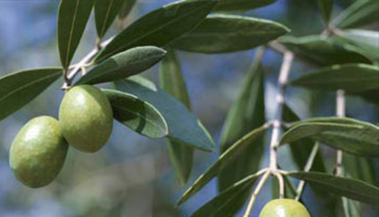 diabetes,control diabetes,tips to control diabetes,blood sugar,home remedies to cure diabetes,heath news,healthy living,Health tips