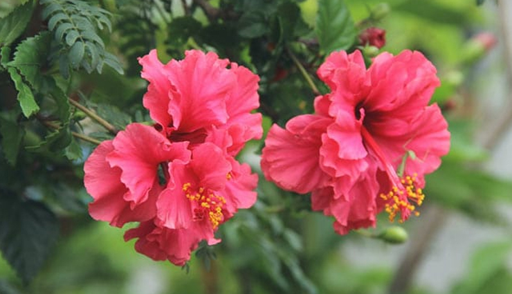 olive oil hair mask,hair care tips,beauty tips