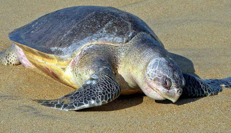 sunderban national park,sunderban tiger,sunderban forest,sunderban tiger reserve,sunderban animals,sunderban bengal,sunderban crocodile,sunderban from kolkata,sunderban forest in india,sunderban jungle tiger