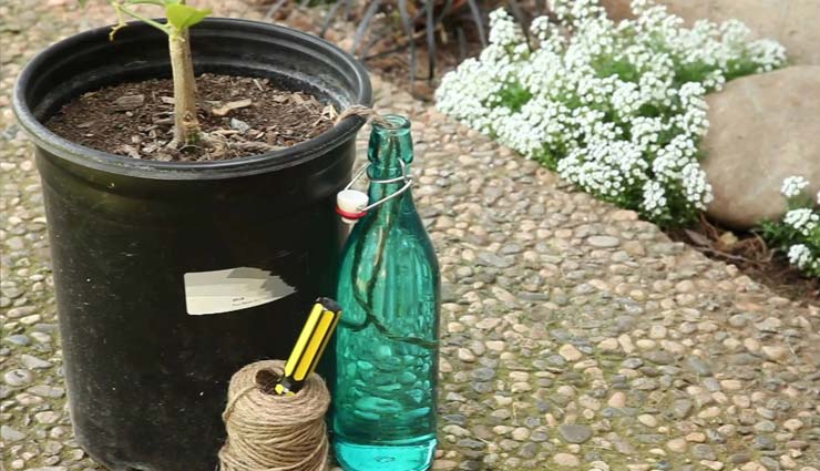 प्लांट्स से कुछ इस तरह सजाये घर household,decorate house,decorate house with plants,hanging plant,on watering plant,succulents,personalized plant,mug plant