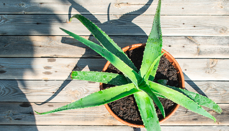 diy onion masks,skin care tips,beauty tips