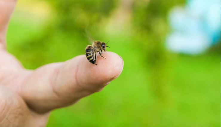 onions,health benefits of onions,Health tips,fitness tips