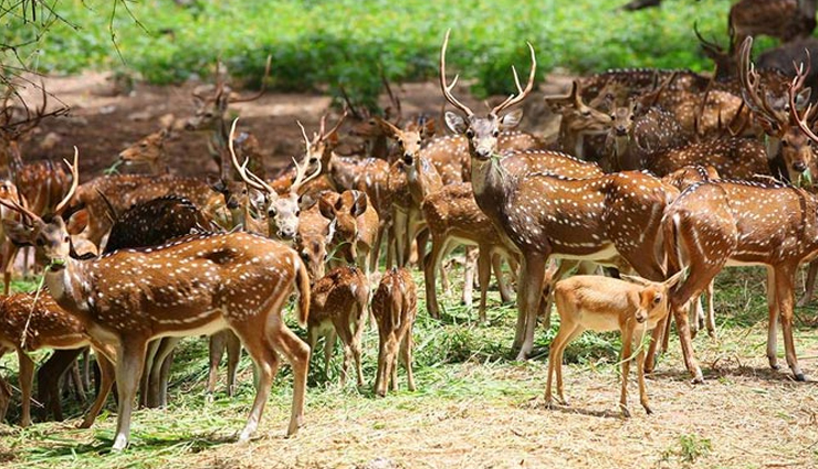 ooty,tamil nadu,places to visit in ooty,avalanche lake,ooty lake,emerald lake,ooty botanical gardens,deer park