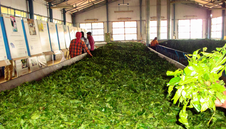 nilgiri mountain toy train,cloud hunting at doddabetta peak,street food in ooty,botanical garden,dolphins nose views,tea museum exhibit,ooty,places to visit in ooty,tourist spots in ooty