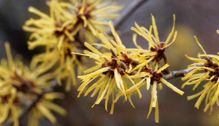 open pores natural remedies,home remedies for open skin pores,natural treatments for enlarged pores,ways to treat open pores naturally,remedies for shrinking pores at home,diy remedies for large pores,natural solutions for pore reduction,home remedies for minimizing pores,open pores treatment at home,natural remedies for pore refinement