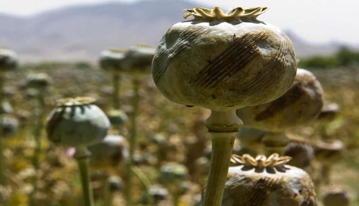 शिमला : पुलिस की बड़ी कारवाई, पकड़ी गई पौने सात किलो अफीम, कीमत एक करोड़