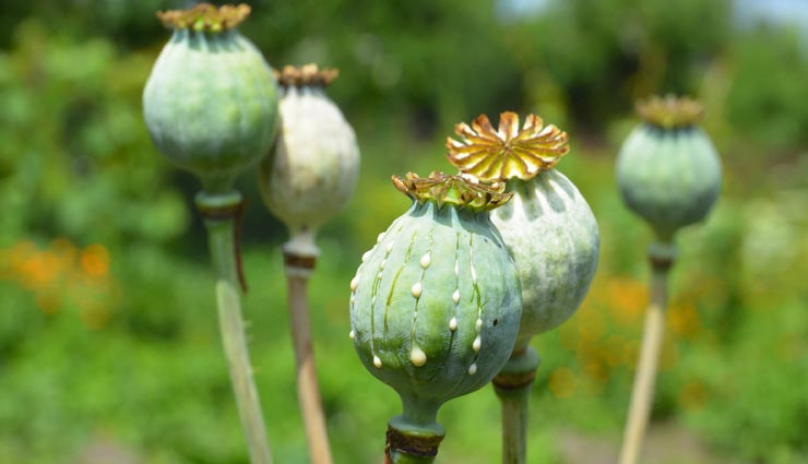 जयपुर : सरसों की फसल के बीच उगाई अवैध रूप से अफीम, किसान को गिरफ्तार कर 4110 पौधे जब्त