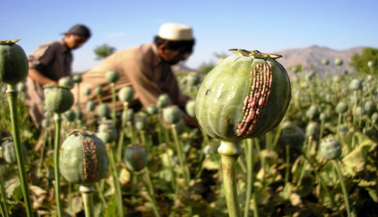 नागौर : पुलिस ने किया सरसों की आड़ में हो रही अफीम की खेती का खुलासा, मिले 8 हजार पौधे 