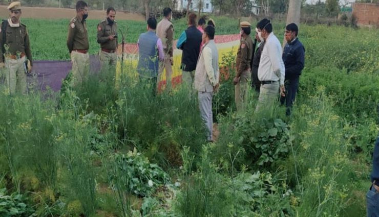 जयपुर : गेहूं के आड़ में हो रही थी अफीम की खेती, पुलिस ने उखाड़े 41874 पौधे