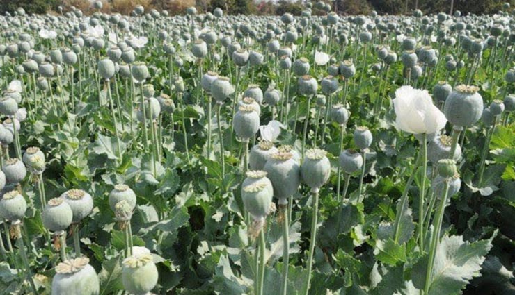 हिमाचल : नशे के खिलाफ मिली बड़ी कामयाबी, बरामद हुए अफीम के 3 लाख 65 हजार पौधे