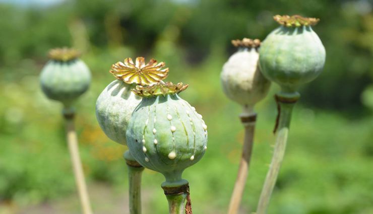 चित्तौड़गढ़ : इस साल मिलेगा 15,000 से अधिक किसानों को अफीम की खेती का लाइसेंस, वितरण हुआ शुरू