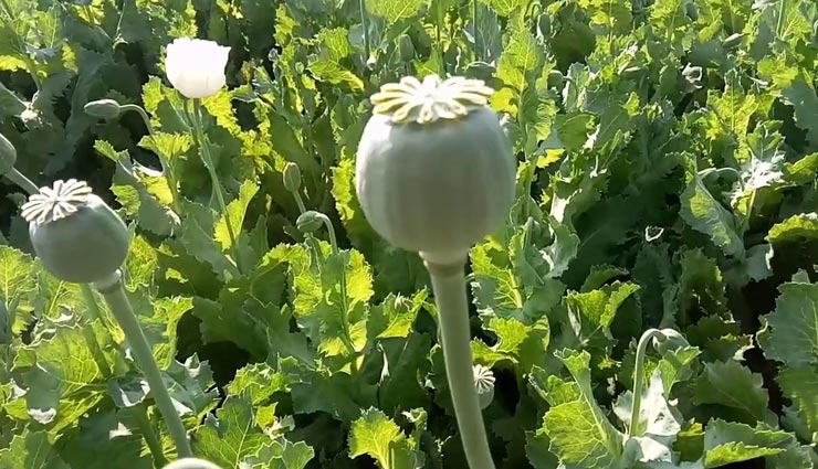 करौली : अवैध अफीम की खेती पर चला नारकोटिक्स ब्यूरो का ट्रेक्टर, नष्ट की गई 50 लाख की फसल