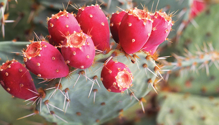 health benefits of opuntia,opuntia health benefits,prickly pear benefits,opuntia cactus nutrition,opuntia medicinal uses,prickly pear health benefits,opuntia for immunity,opuntia anti-inflammatory properties,opuntia for digestion,opuntia skincare benefits,opuntia antioxidant properties,benefits of prickly pear cactus