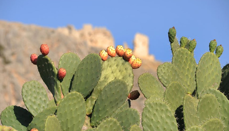 health benefits of opuntia,opuntia health benefits,prickly pear benefits,opuntia cactus nutrition,opuntia medicinal uses,prickly pear health benefits,opuntia for immunity,opuntia anti-inflammatory properties,opuntia for digestion,opuntia skincare benefits,opuntia antioxidant properties,benefits of prickly pear cactus